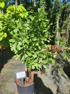 Saratoga Maidenhair Tree