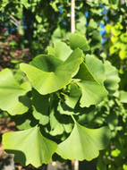 Princeton Sentry Maidenhair Tree