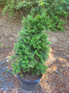 North Pole Arborvitae