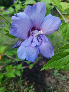 Blue Chiffon Rose of Sharon