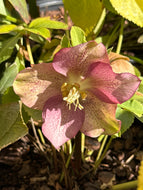 Lenten Rose - Mixed