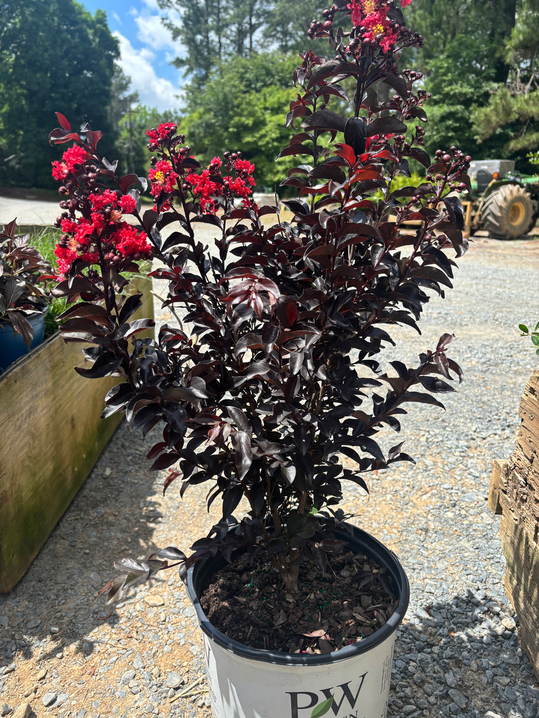 Center Stage Red Crape Myrtle – Toms Creek Farm & Nursery