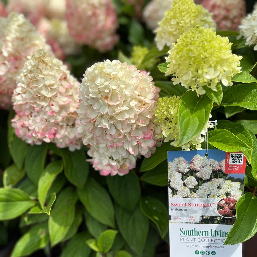 Sweet Starlight Hydrangea