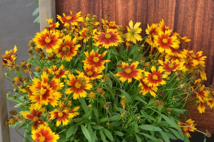 Uptick Gold Coreopsis