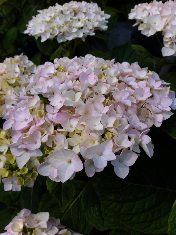 Endless Summer Blushing Bride Hydrangea
