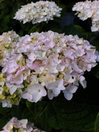 Endless Summer Blushing Bride Hydrangea
