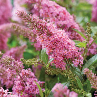 Li'l Taffy Butterfly Bush