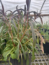 Dark Towers Beardtongue