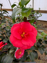 Greensboro Red Camellia