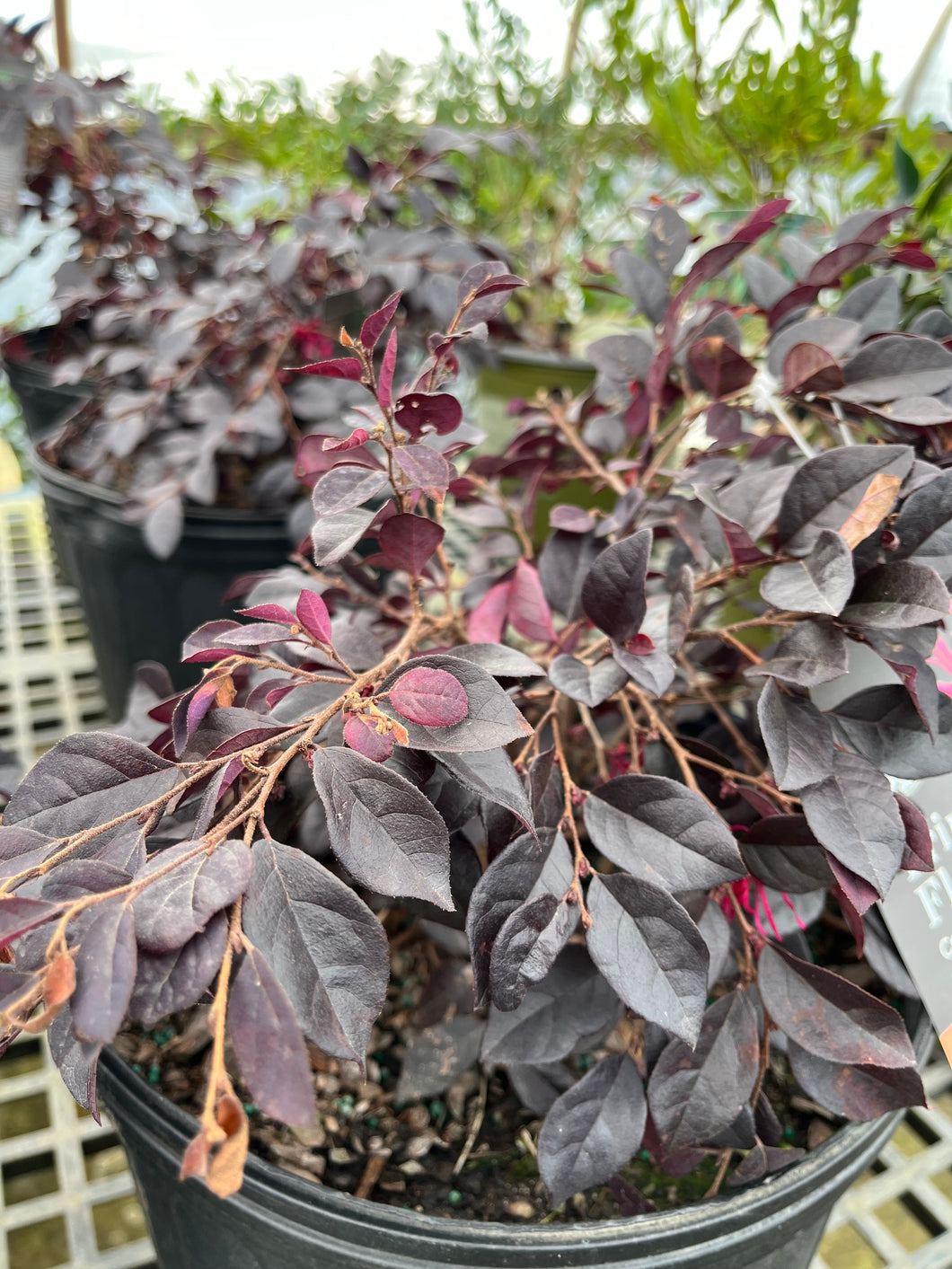 Cerise Charm Loropetalum