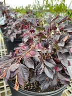 Cerise Charm Loropetalum