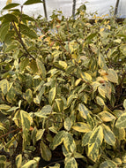 Confederate 'Star' Variegated Jasmine