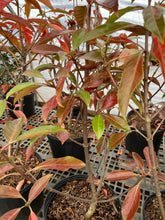 Chindo Viburnum