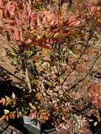 Heavenly Bamboo Nandina