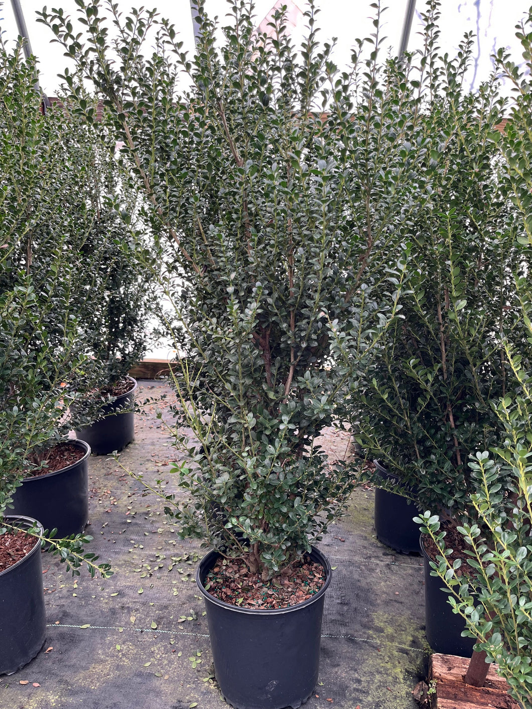 Nigra Inkberry Holly