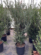 Nigra Inkberry Holly