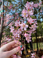 Okame Cherry
