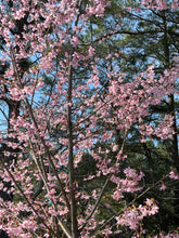 Okame Cherry