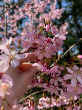 Okame Cherry
