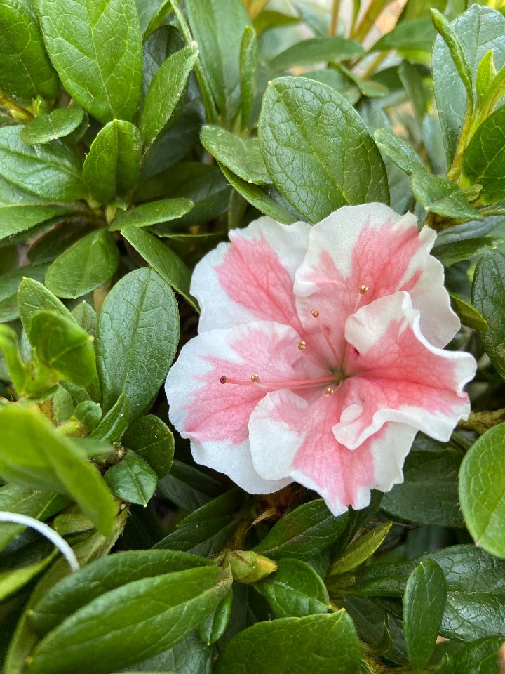 Autumn Starburst Encore Azalea