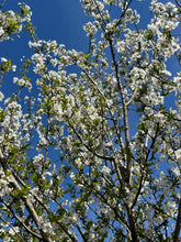 Snow Goose Cherry