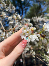 Snow Goose Cherry
