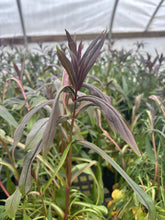 Dark Towers Beardtongue