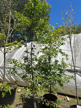 Amur Flame Maple