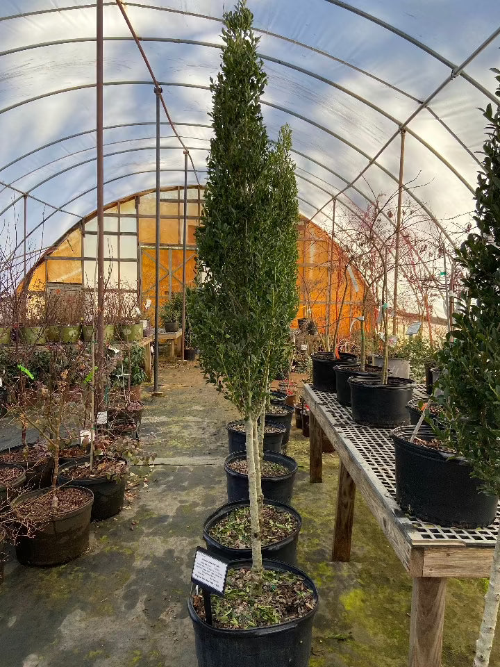 Emerald Japanese Holly Toms Creek Farm Nursery emerald-japanese-holly-toms-creek-farm-nursery