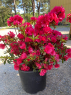 Hershey's Red Azalea