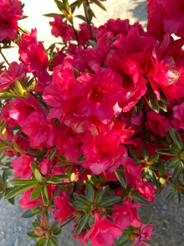 Hershey Red Azalea – Toms Creek Farm & Nursery