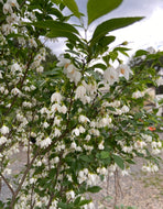 Japanese Snowbell