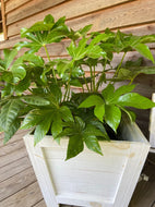 Japanese Fatsia (Aralia)