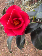 Greensboro Red Camellia