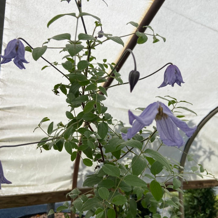 Blue Boy Clematis – Toms Creek Farm & Nursery