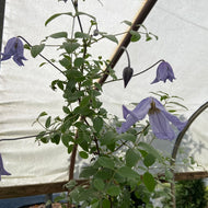 Blue Boy Clematis