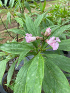 Pink Dawn Chitalpa