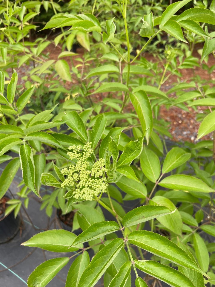 Johns Elderberry Toms Creek Farm & Nursery