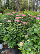 Sweet Fantasy Hydrangea