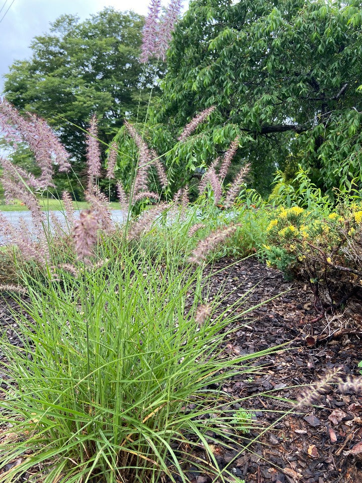 karley rose fountain grass seeds Karley Rose Fountain Grass