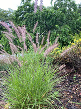 Karley Rose Fountain Grass