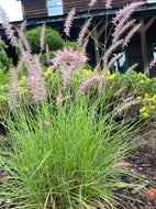 Karley Rose Fountain Grass