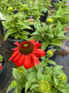 Salsa Red Sombrero Coneflower