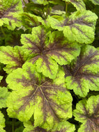 Gold Zebra Heucherella