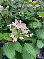 Quick Fire Hardy Hydrangea