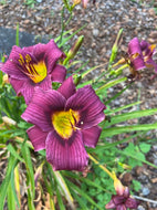 Grape Magic Daylily