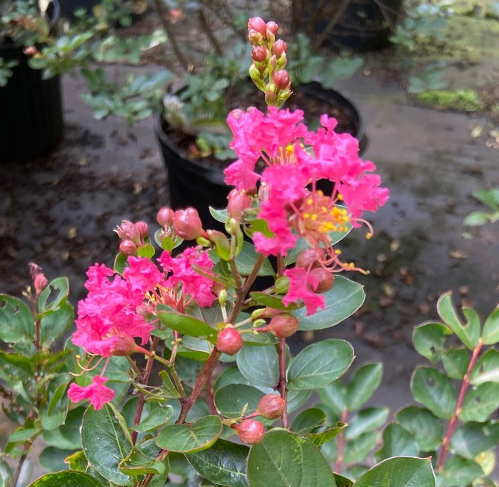 Bellini Raspberry Crape Myrtle – Toms Creek Farm & Nursery