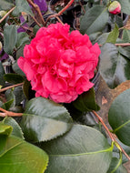 Kramer's Supreme Camellia