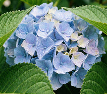 Nikko Blue Hydrangea