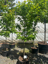 Red Rocket Maple